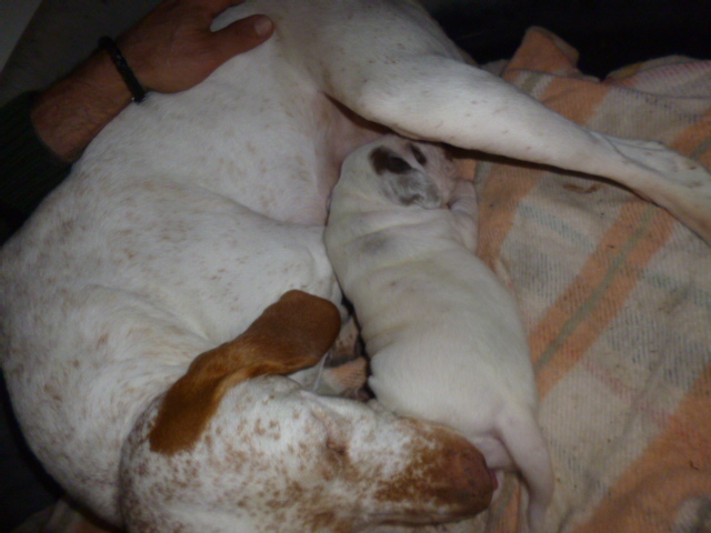 Portée de Jo des Cimes d'Or hors Geraldine du Pech du Cayrol