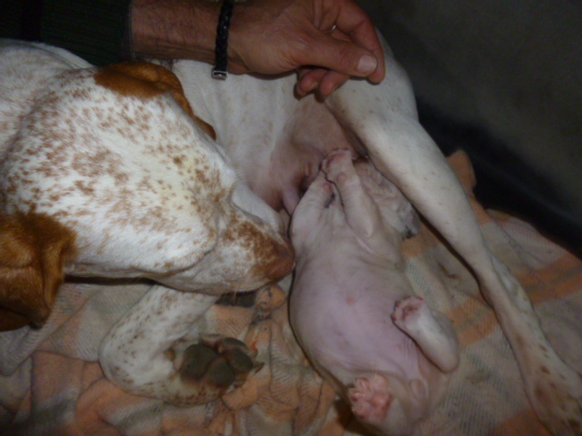 Portée de Jo des Cimes d'Or hors Geraldine du Pech du Cayrol