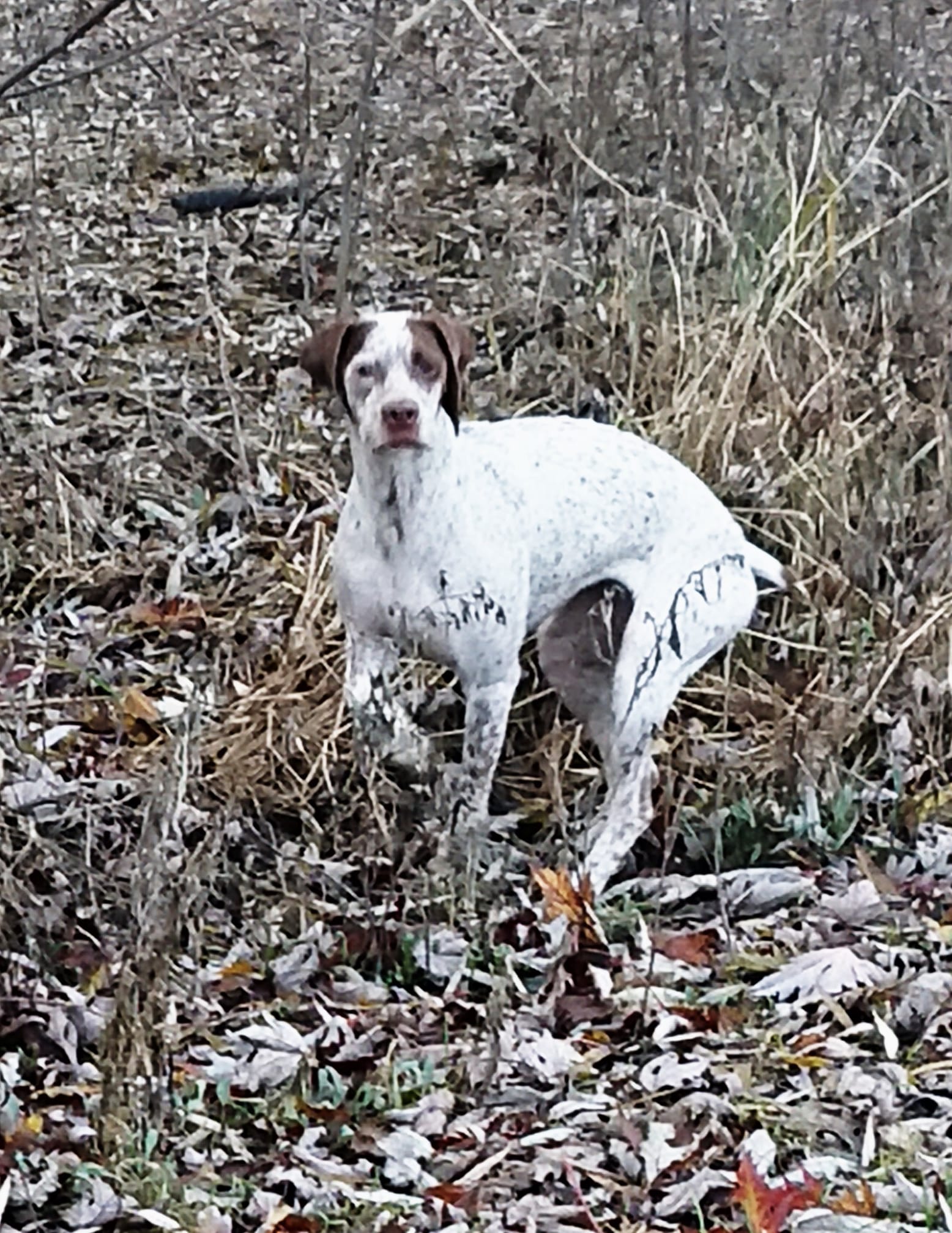 WoodcockIslandLetty