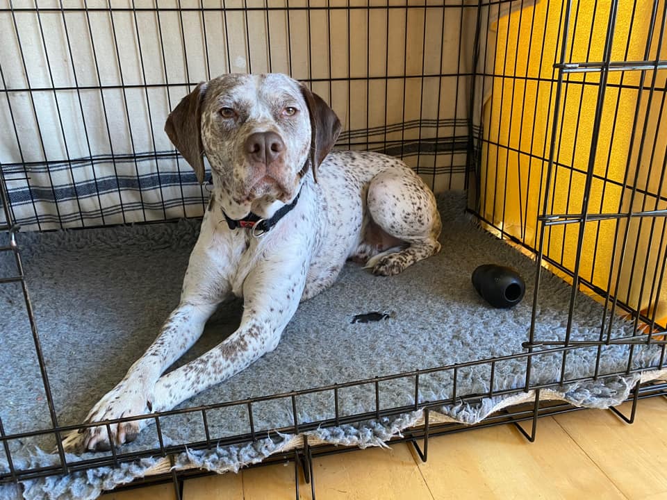 Rodin des Cimes d'Or