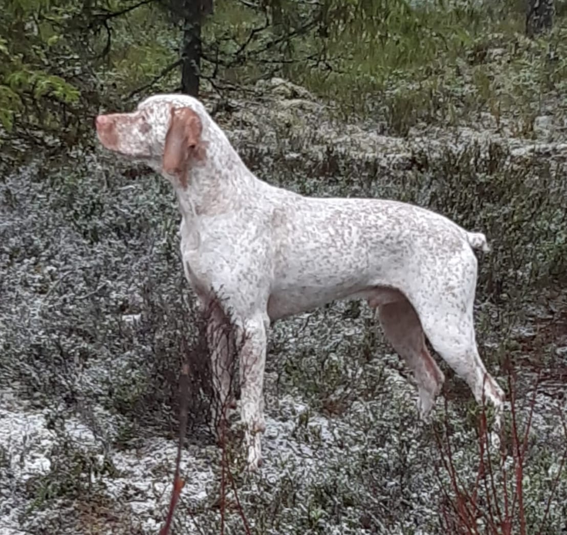 Gizmo Mažas Brolis alias Izmo