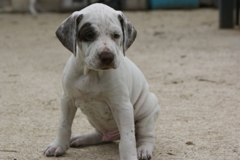 ONeilDuBoisBecassierSolognot