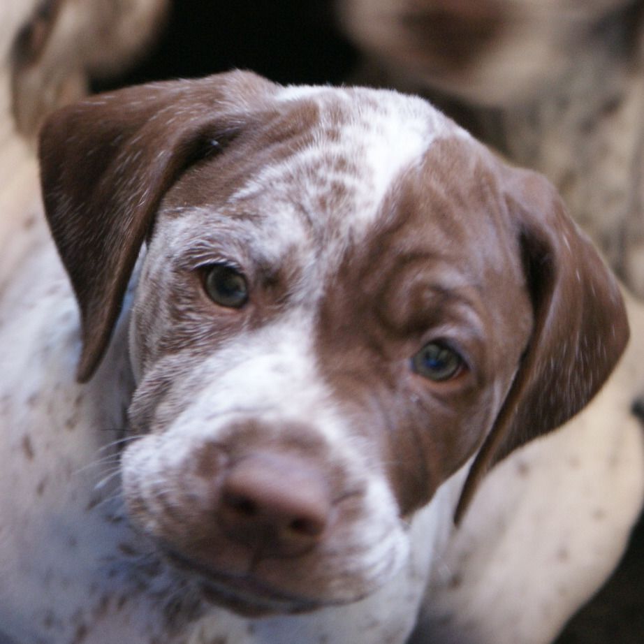 OdinDuBoisBecassierSolognot