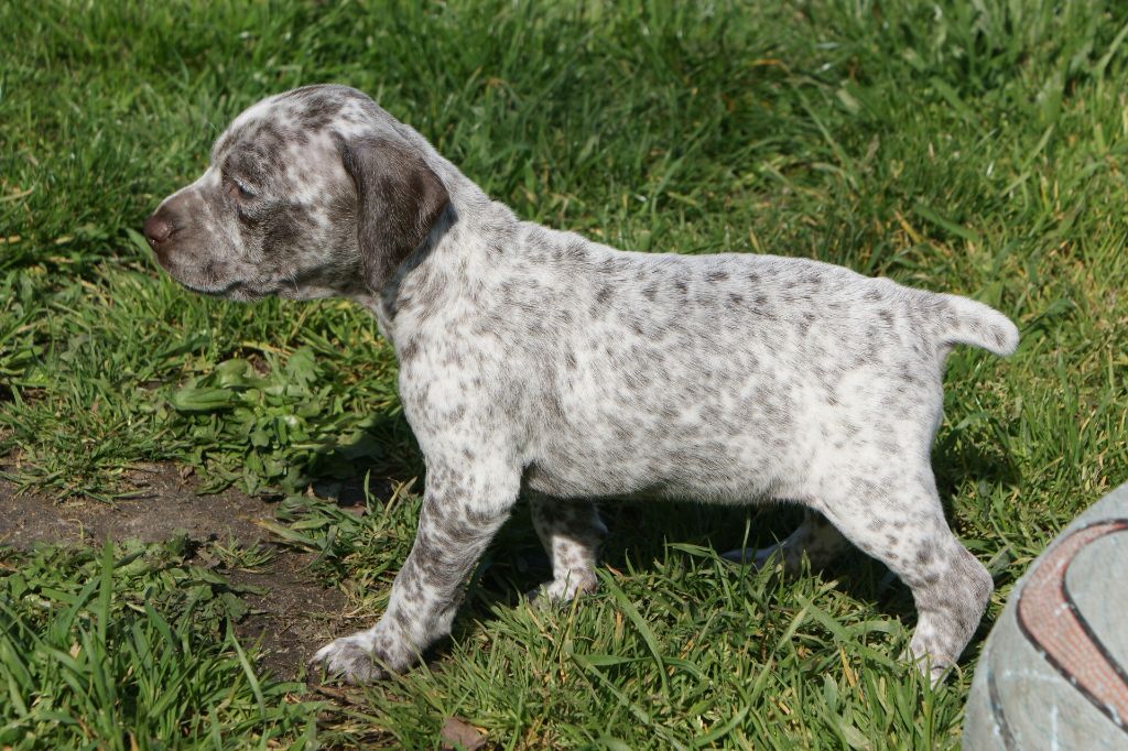 OfirDuBoisBecassierSolognot