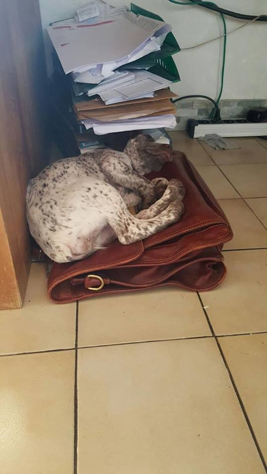 Lego du Fief d'Epsom