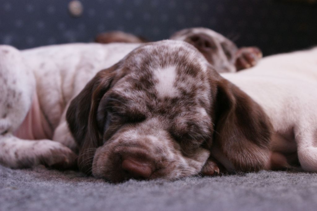 OlgaDuBoisBecassierSolognot