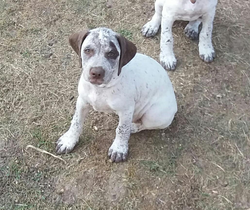 Lego du Fief d'Epsom