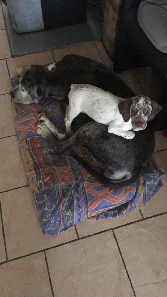 Lego du Fief d'Epsom