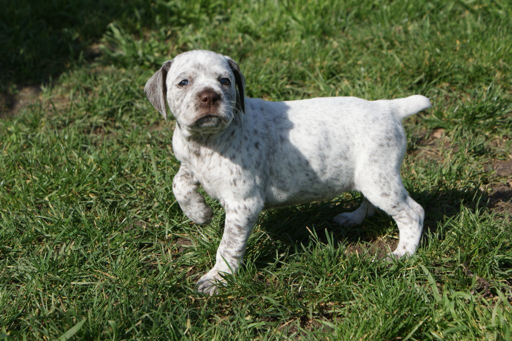 OpportuneDuBoisBecassierSolognot