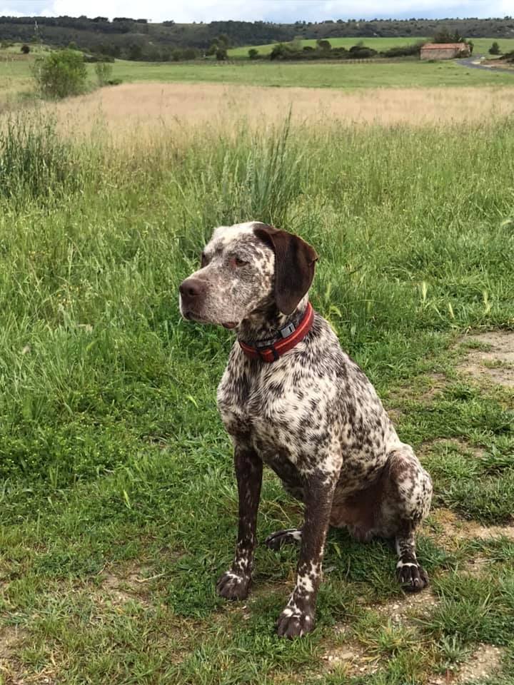 Otis du Becassier Chassant