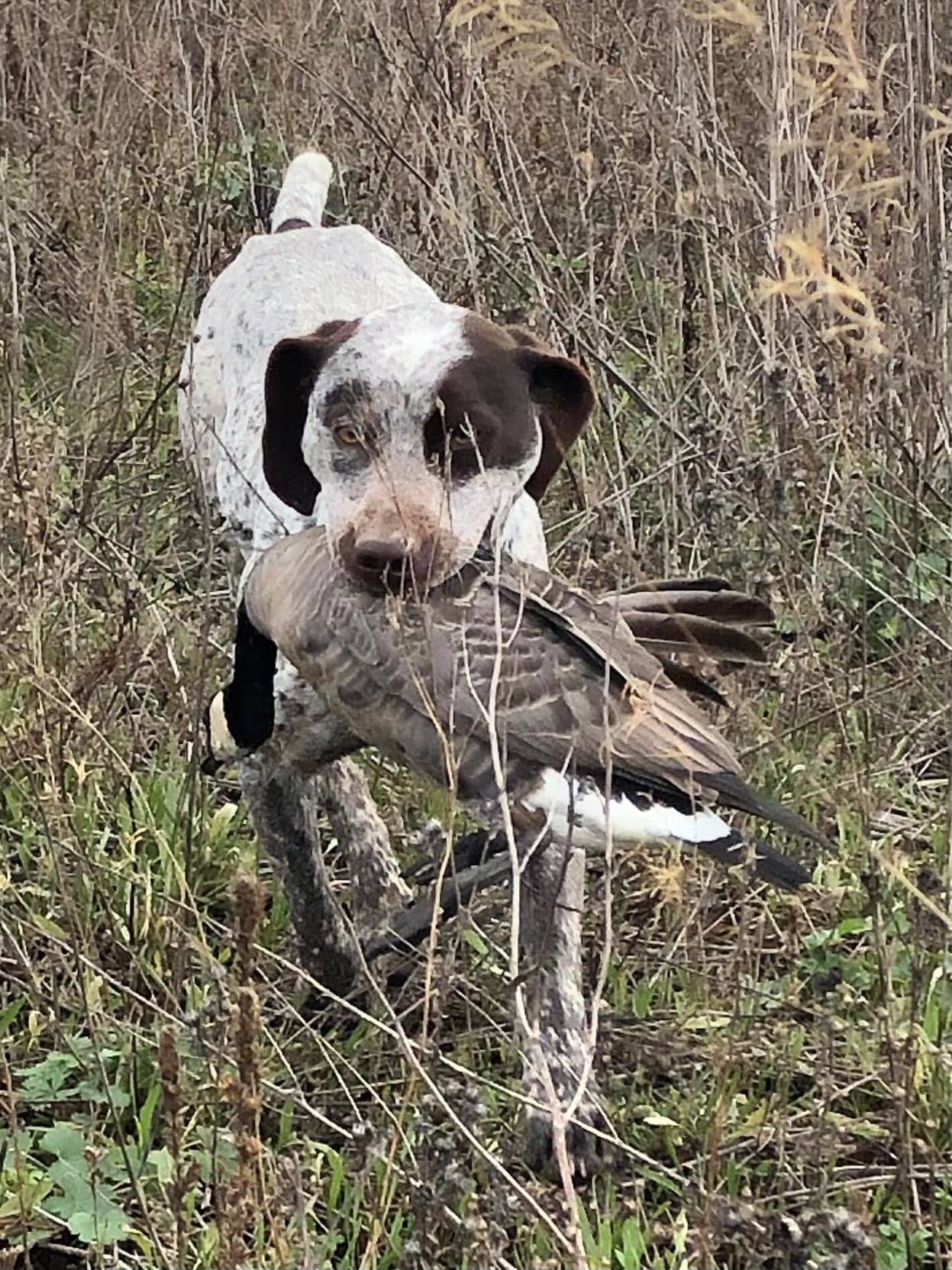 VoyageursPointCaesar