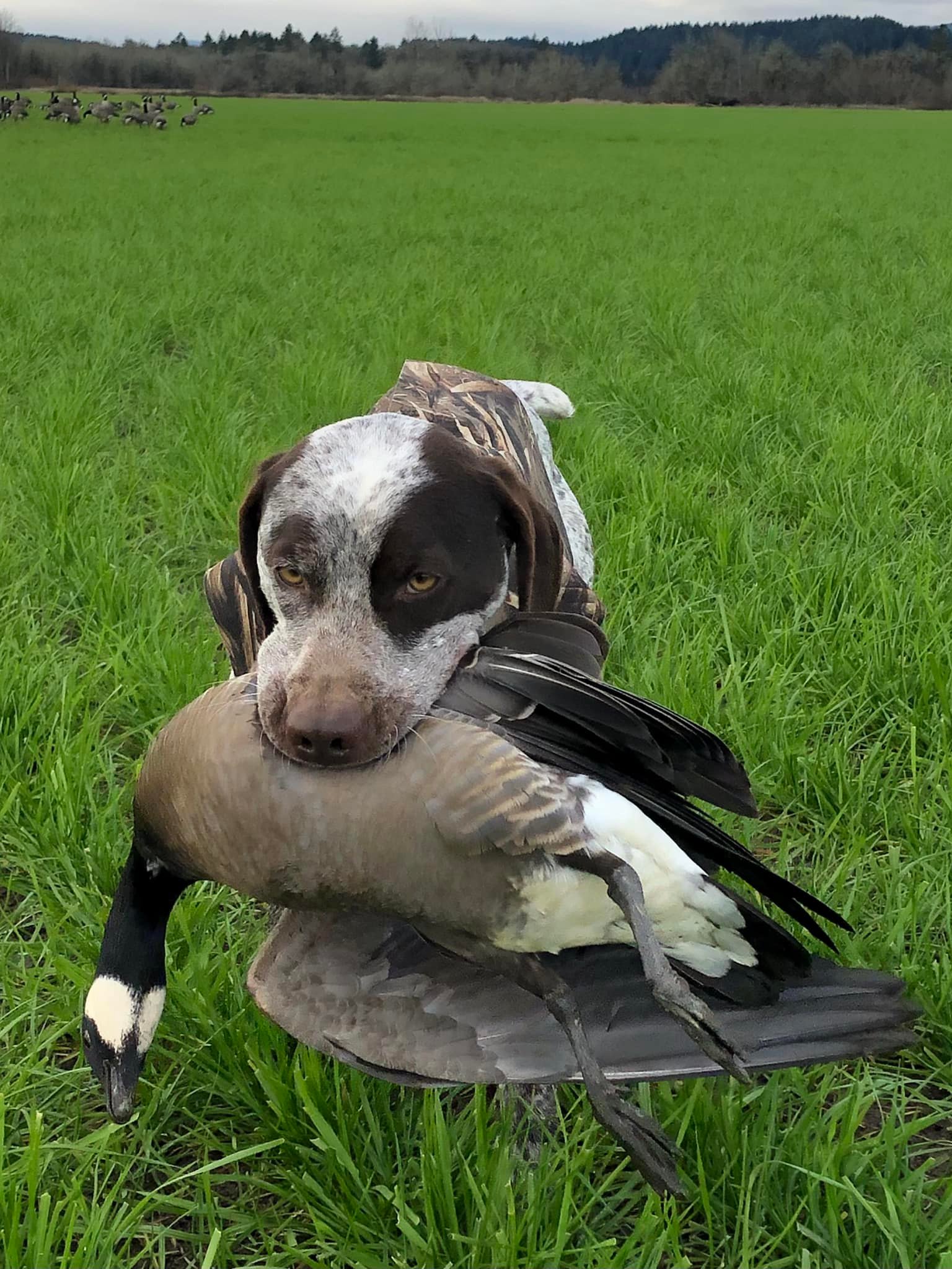 VoyageursPointCaesar