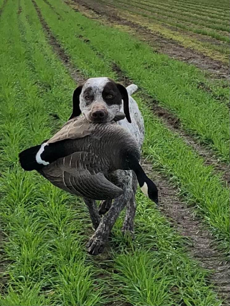 VoyageursPointCaesar