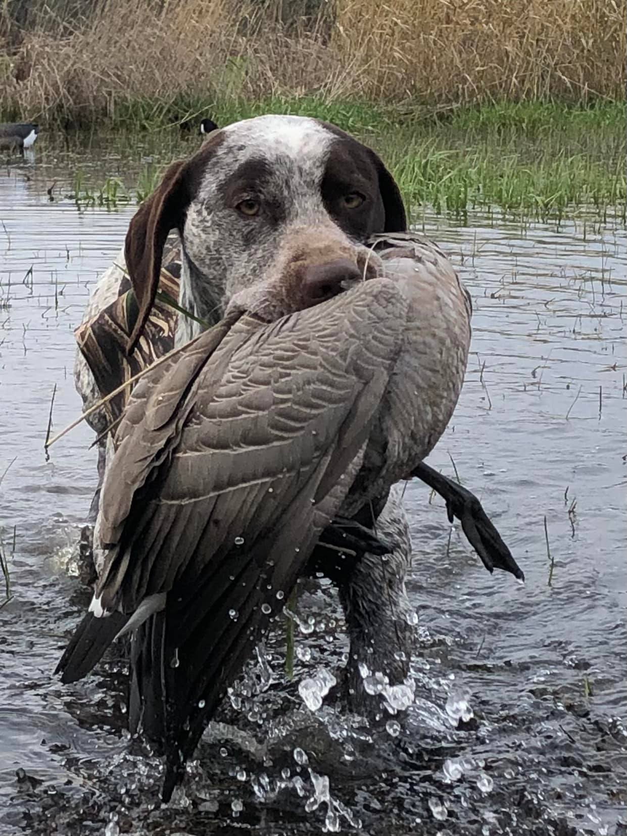 VoyageursPointCaesar