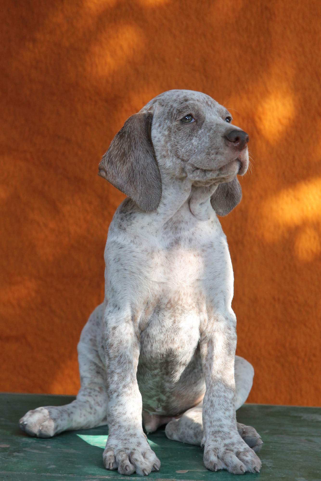 AbsintheDeLautrecVardarianna