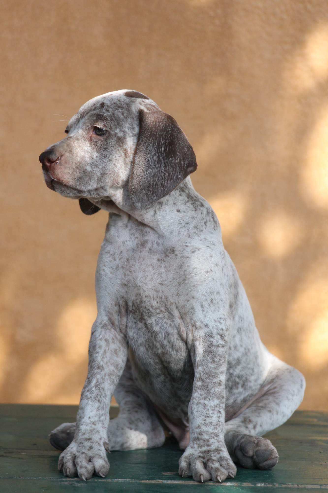 AbsintheDeLautrecVardarianna