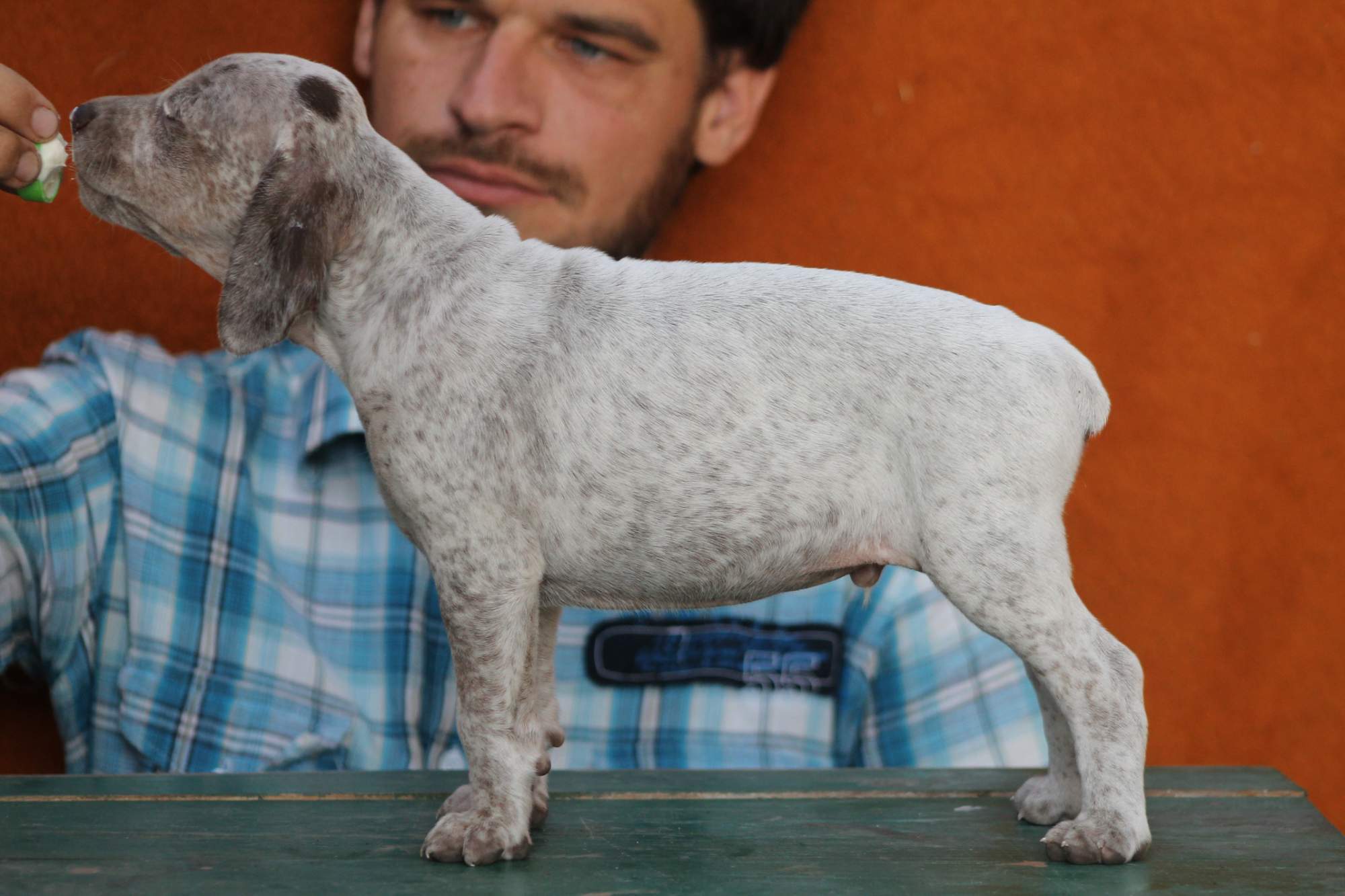 AbsintheDeLautrecVardarianna