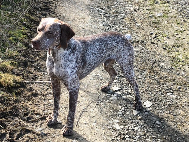 AbsintheDeLautrecVardarianna