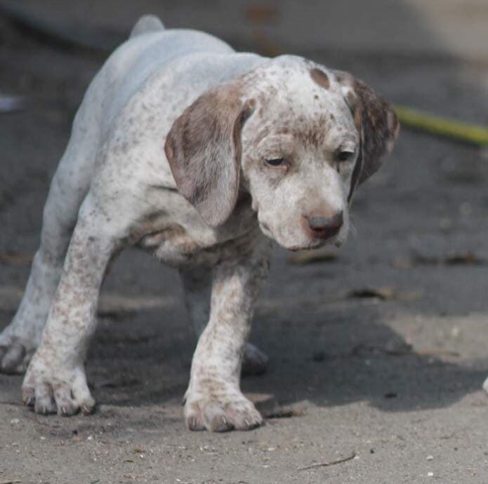 AbsintheDeLautrecVardarianna