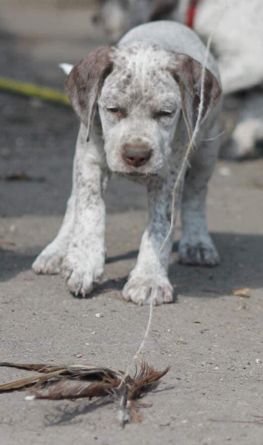 AlwaysAbleVardarianna