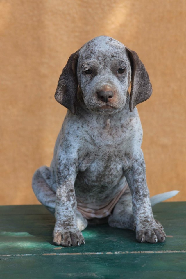 AyCarambaVardarianna