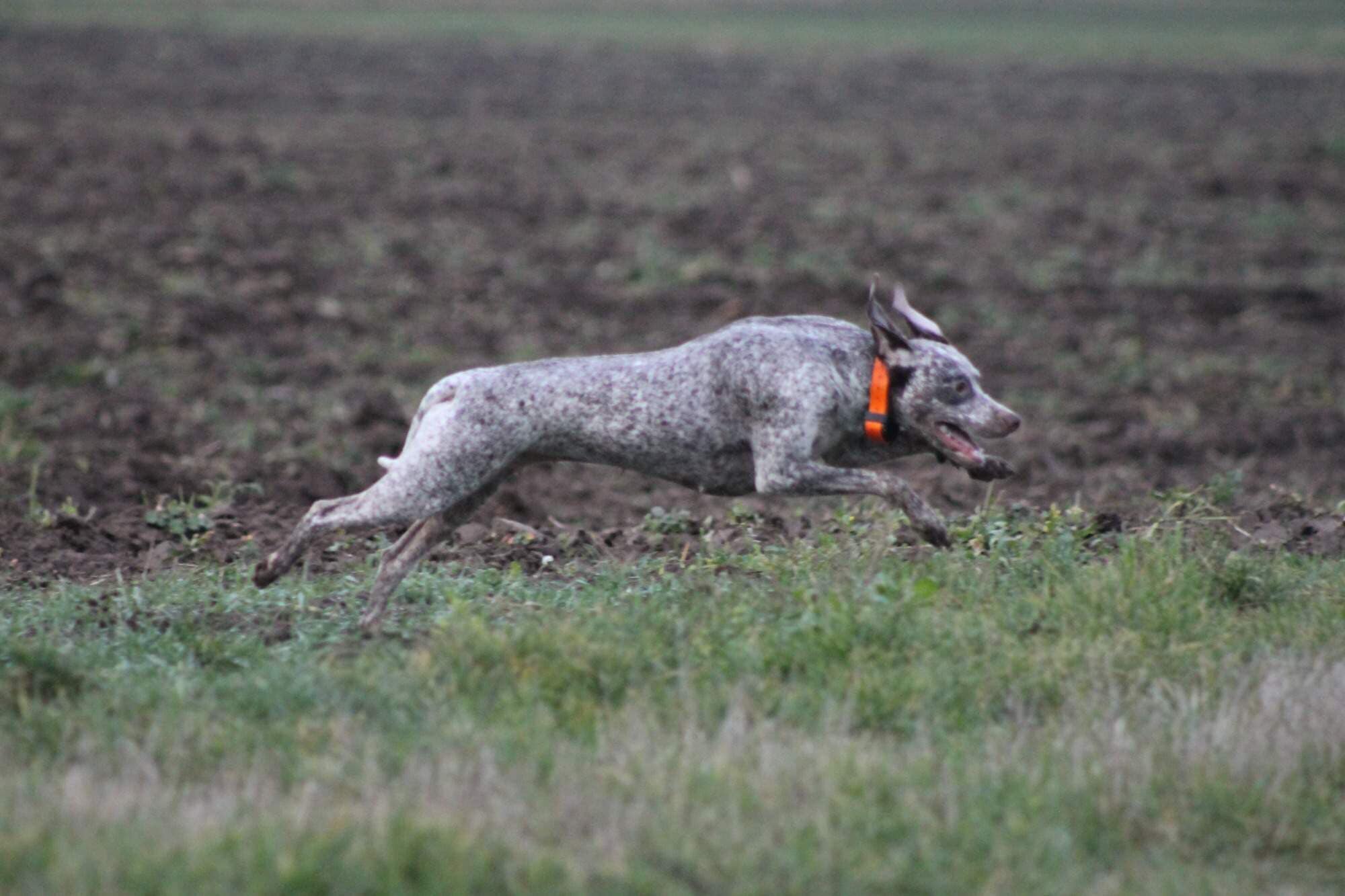 AyCarambaVardarianna