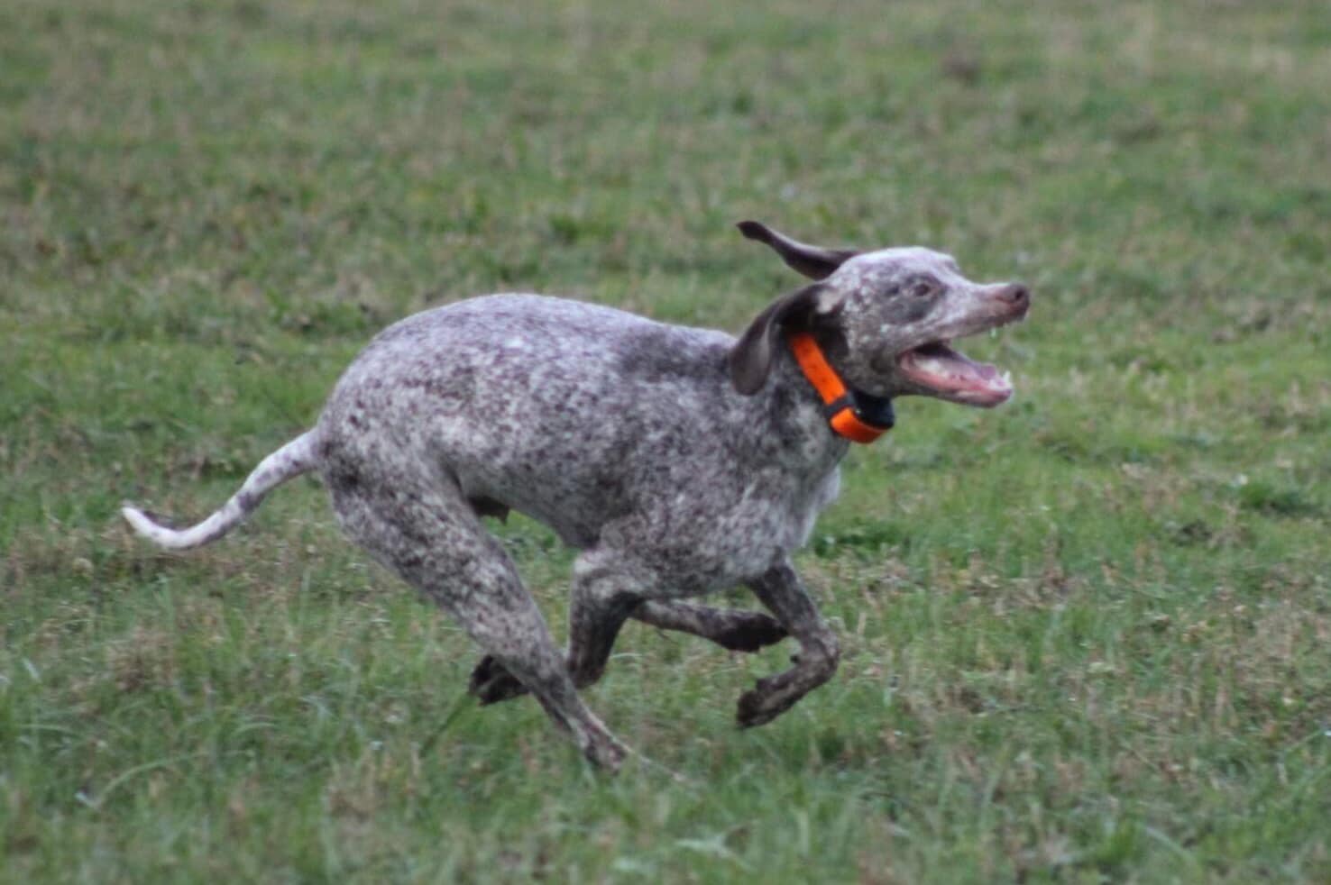 AyCarambaVardarianna