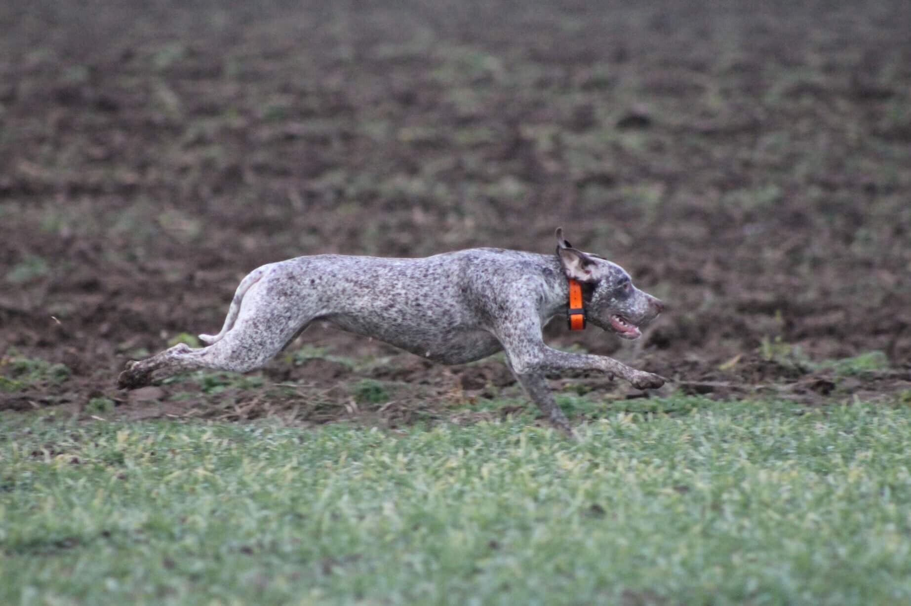 AyCarambaVardarianna