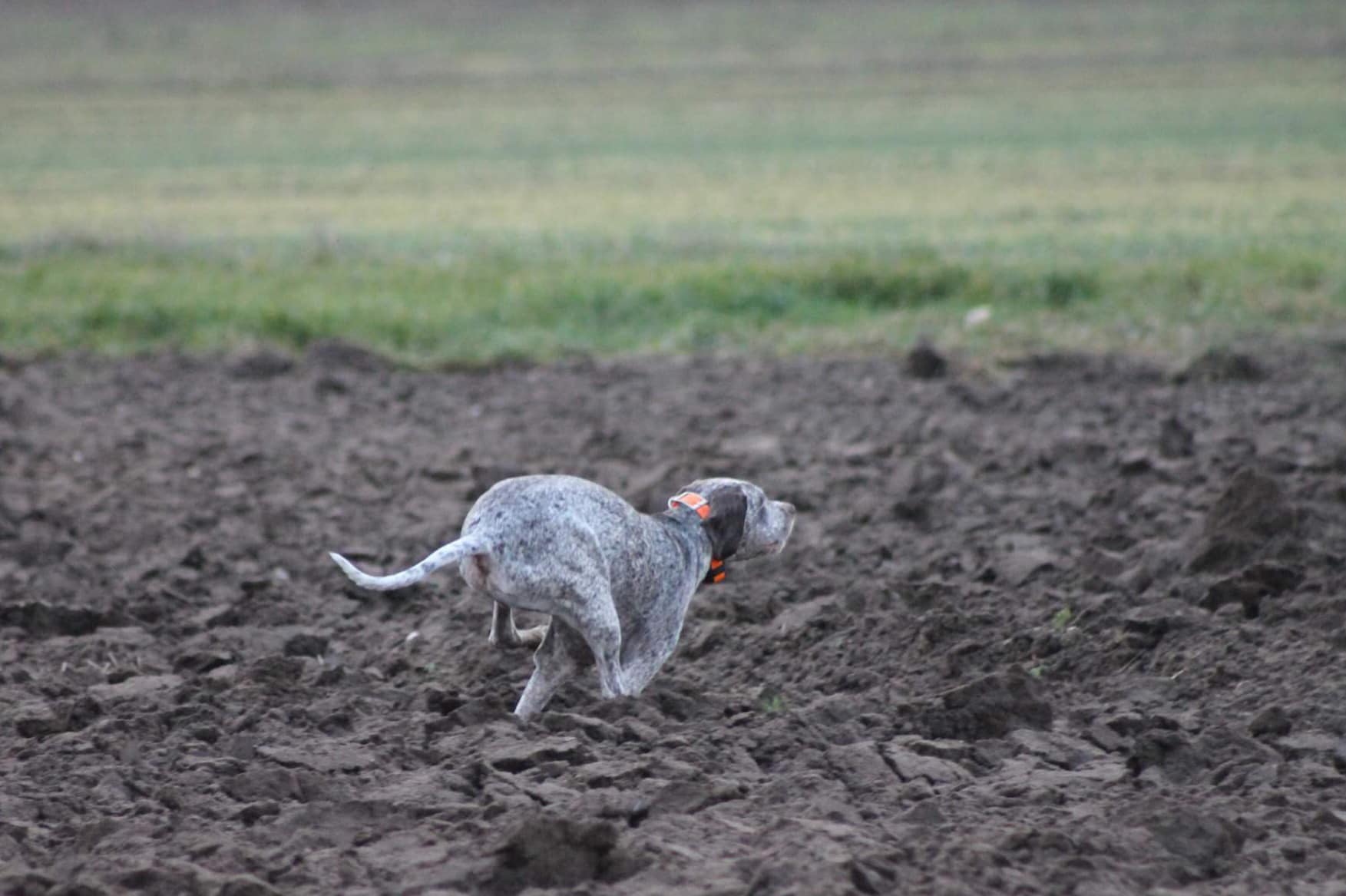 AyCarambaVardarianna