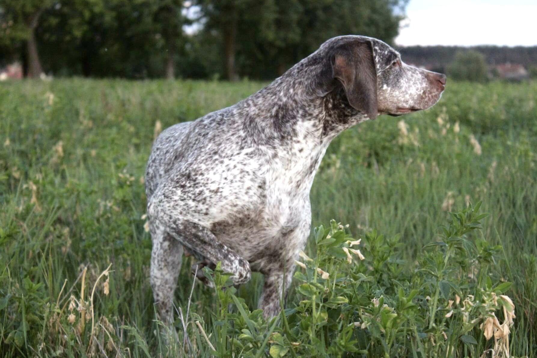 AyCarambaVardarianna