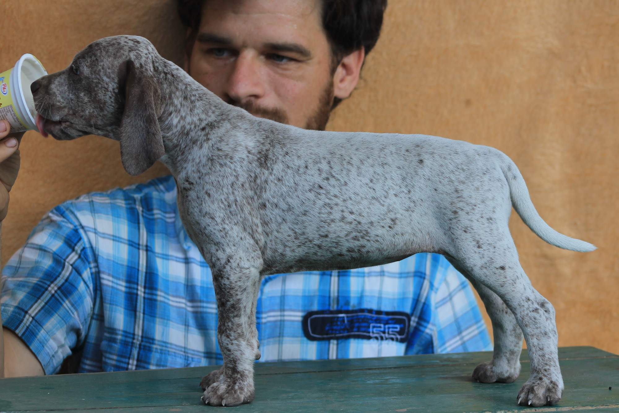 AyCarambaVardarianna