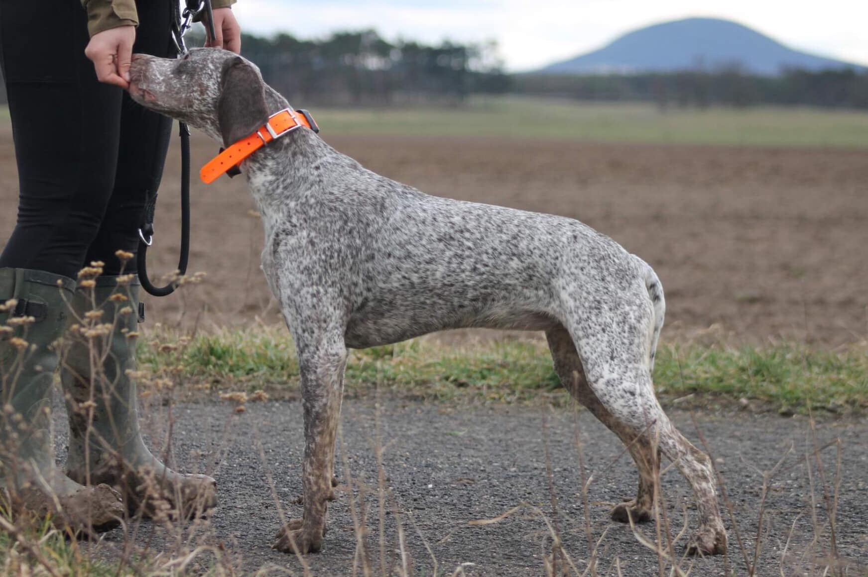 AyCarambaVardarianna