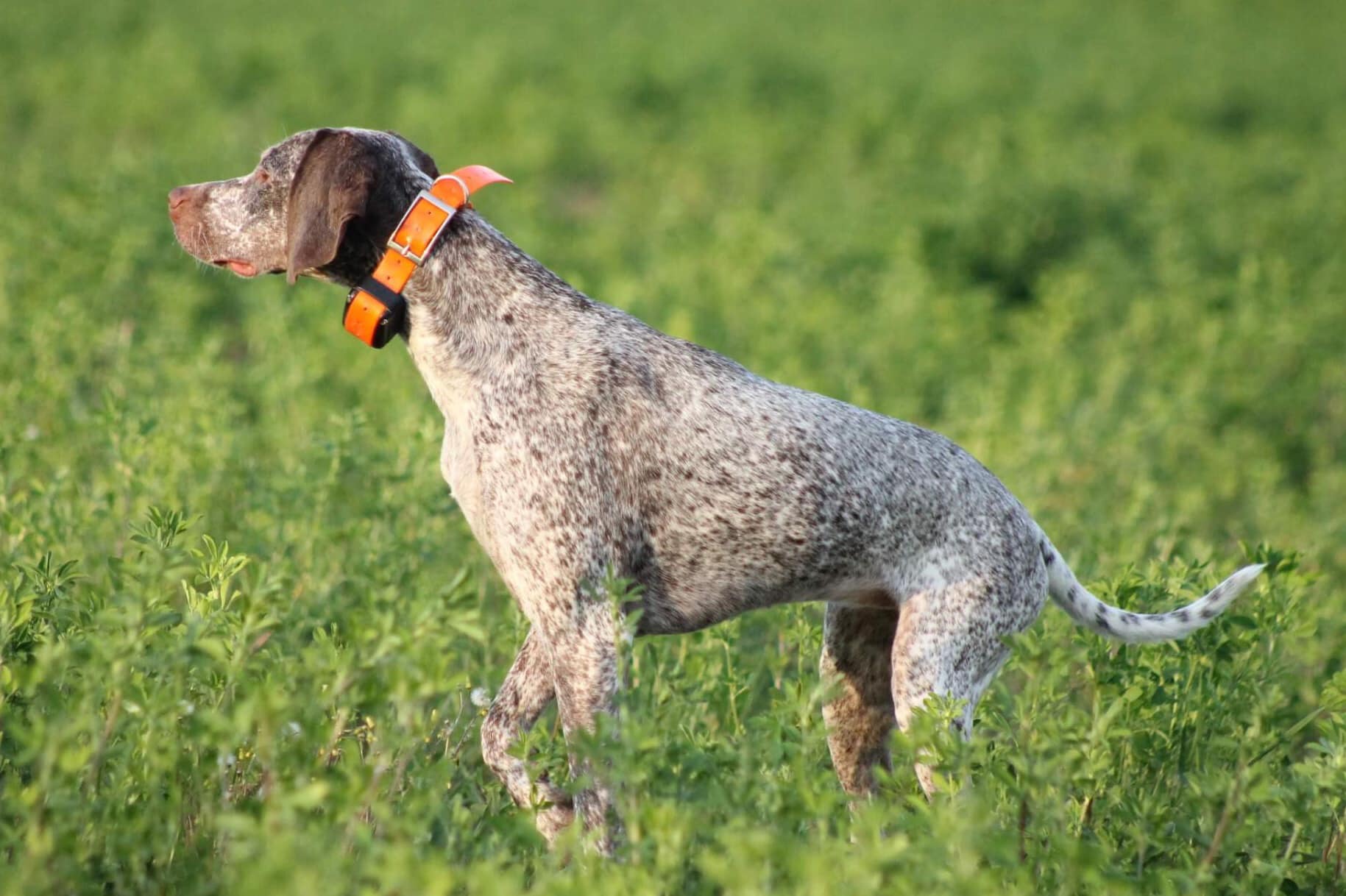 AyCarambaVardarianna