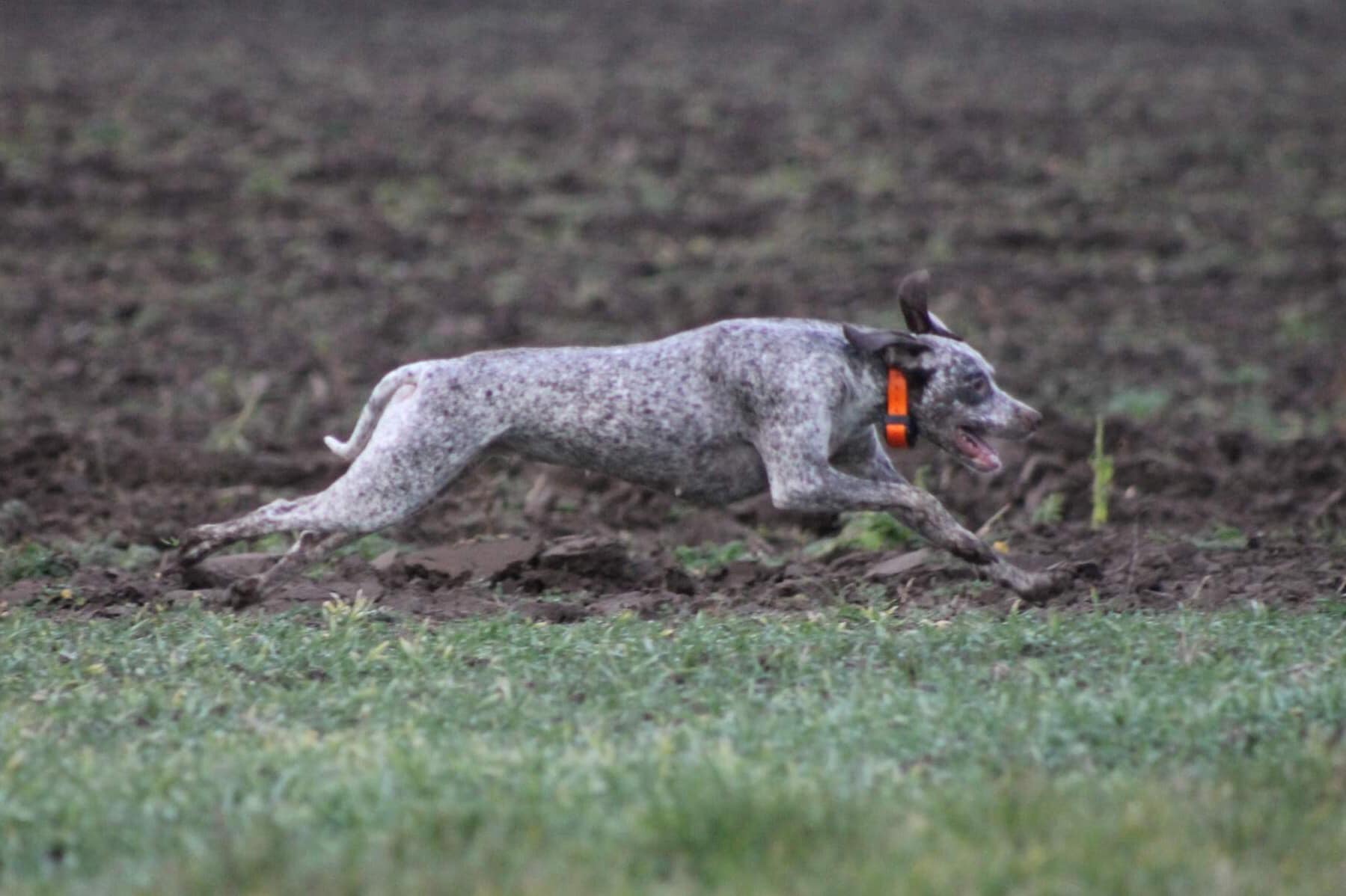 AyCarambaVardarianna