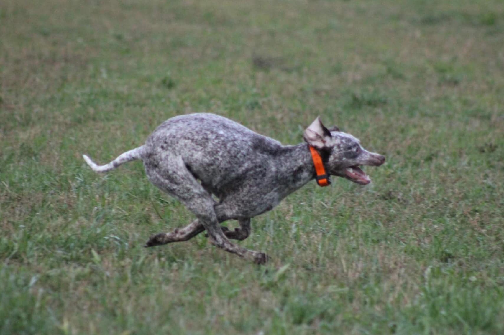 AyCarambaVardarianna