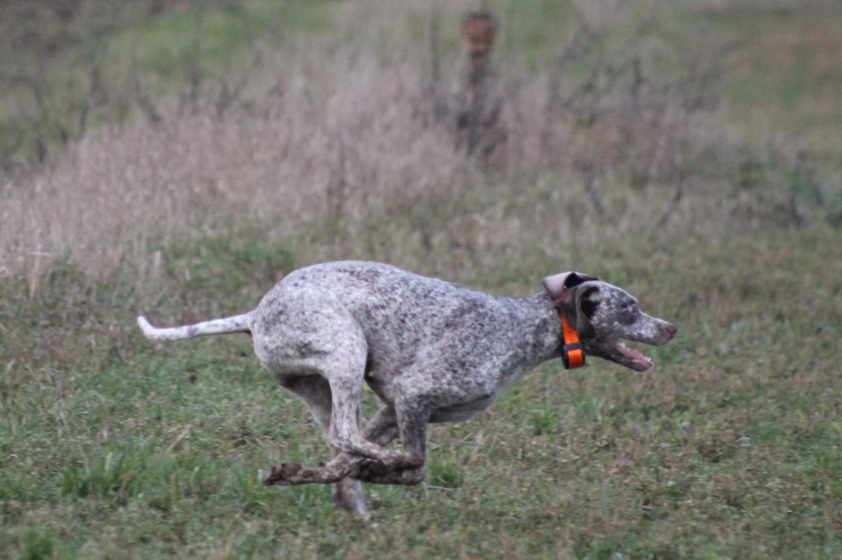 AyCarambaVardarianna