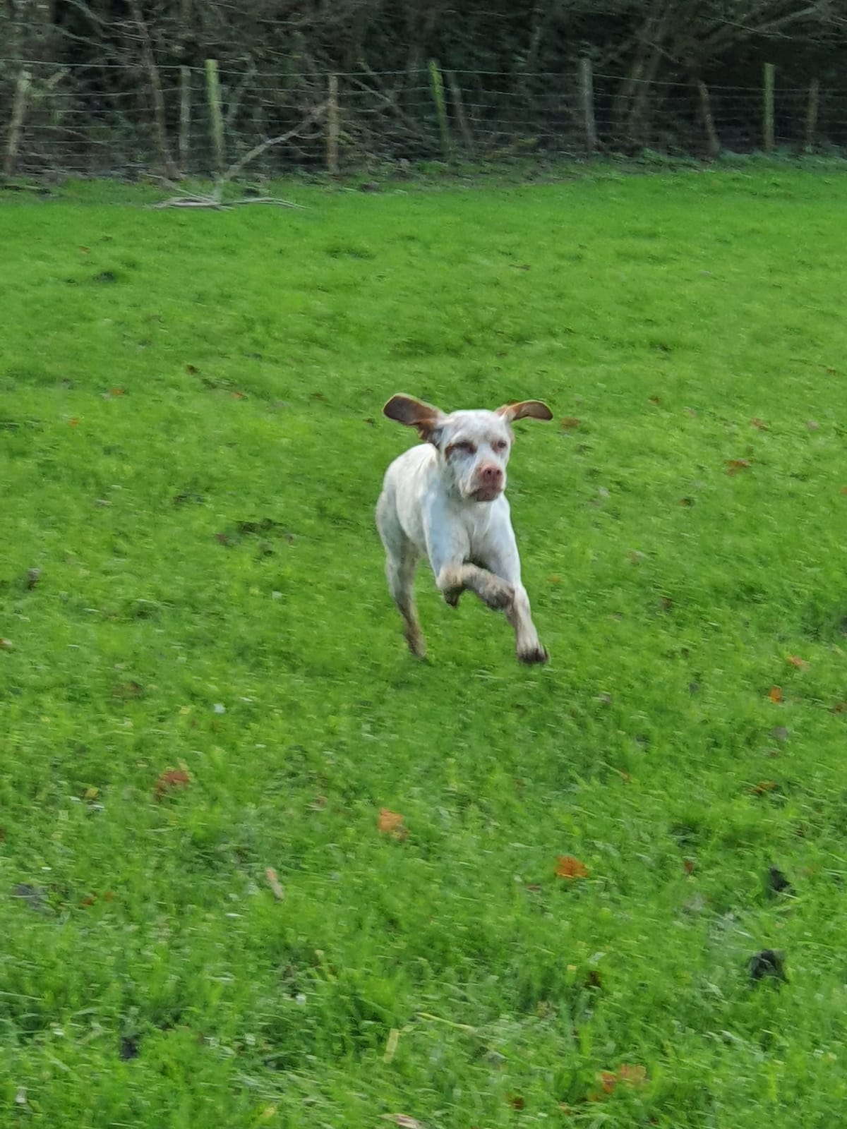 Echo du Pech du Cayrol alias Fizz