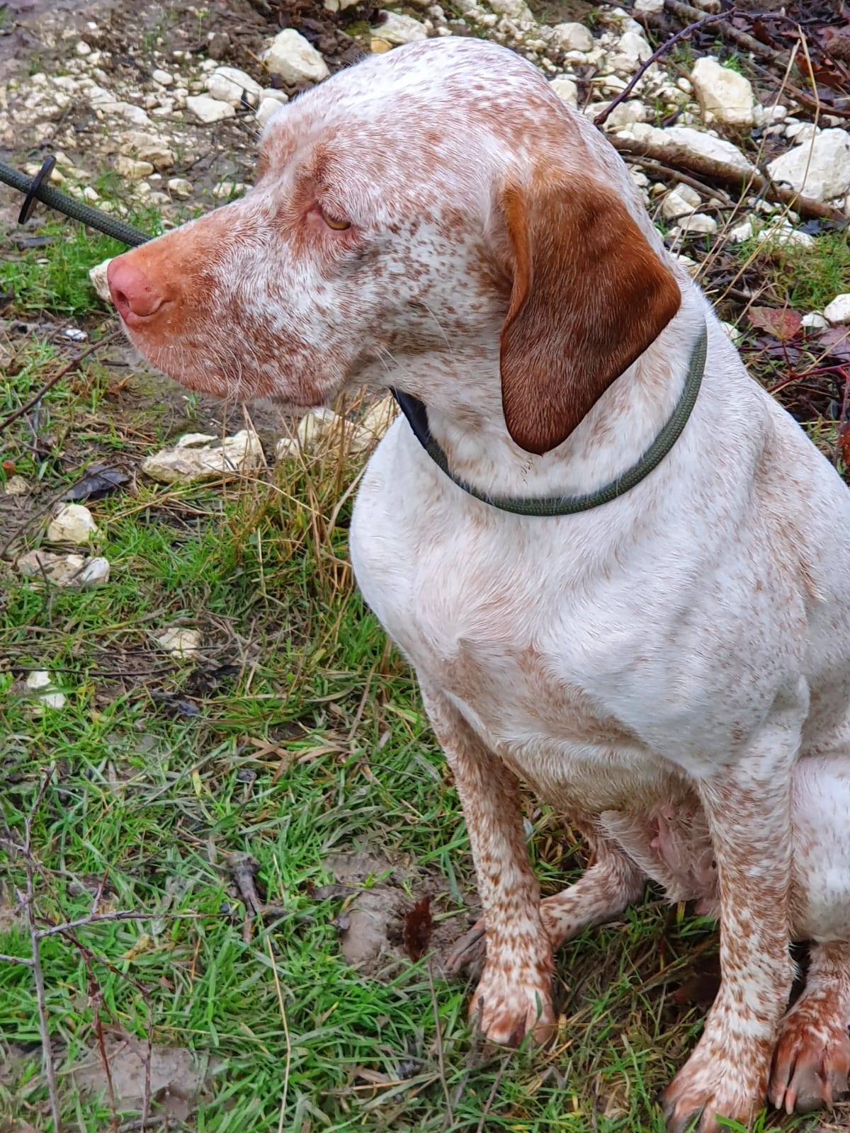 Echo du Pech du Cayrol alias Fizz