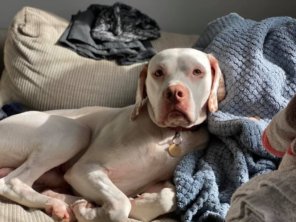 Rodin des Cimes d'Or