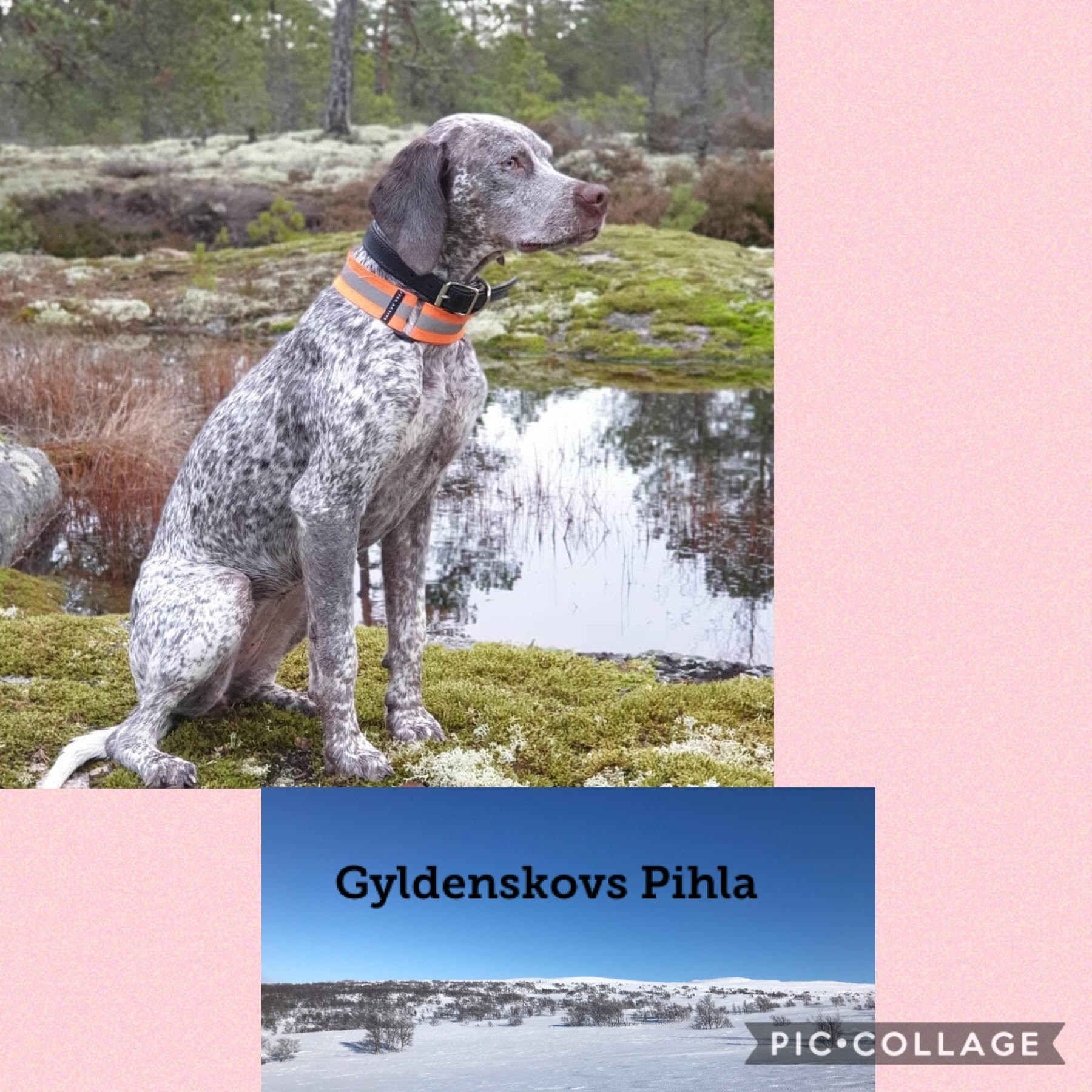 GyldenskovsPihla