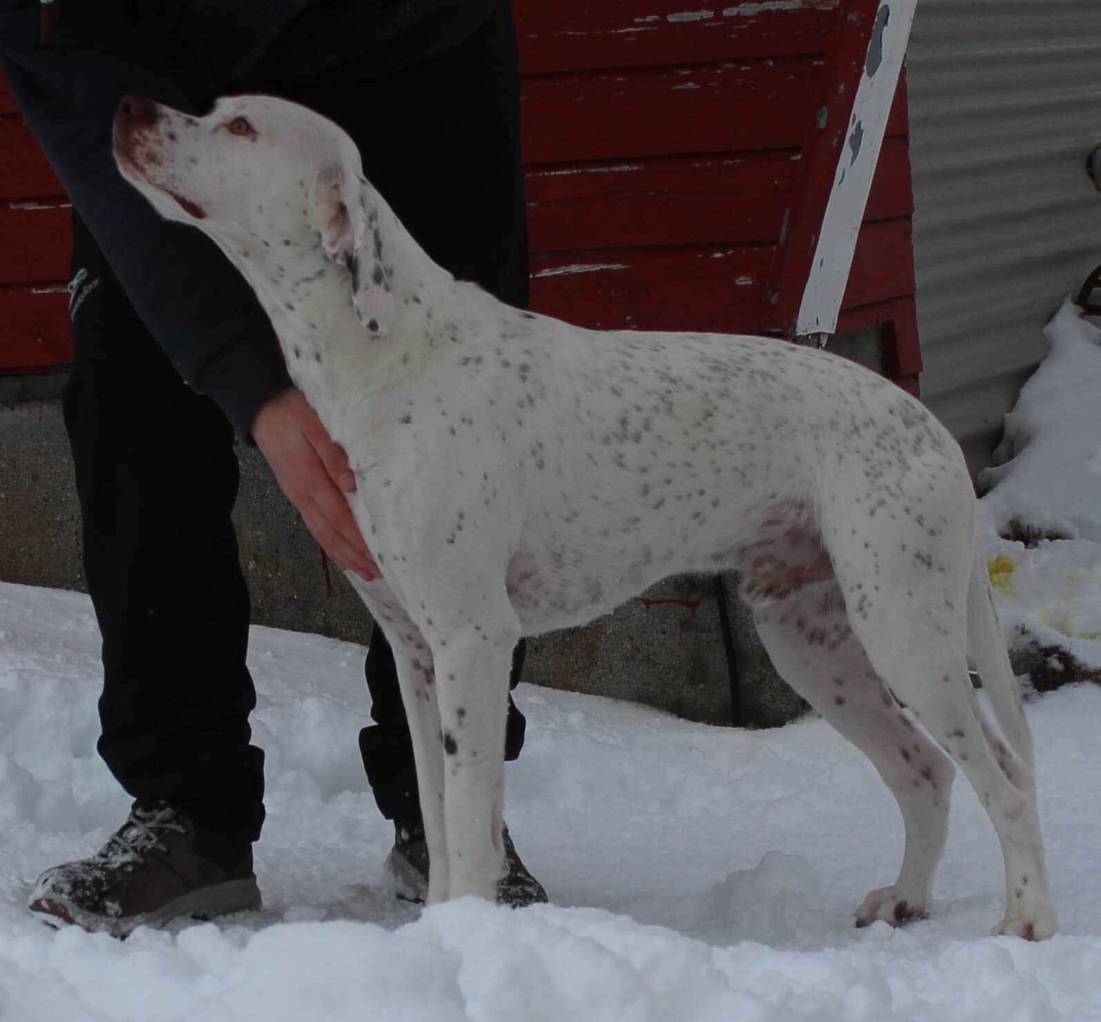 GyldenskovsPolar Bear