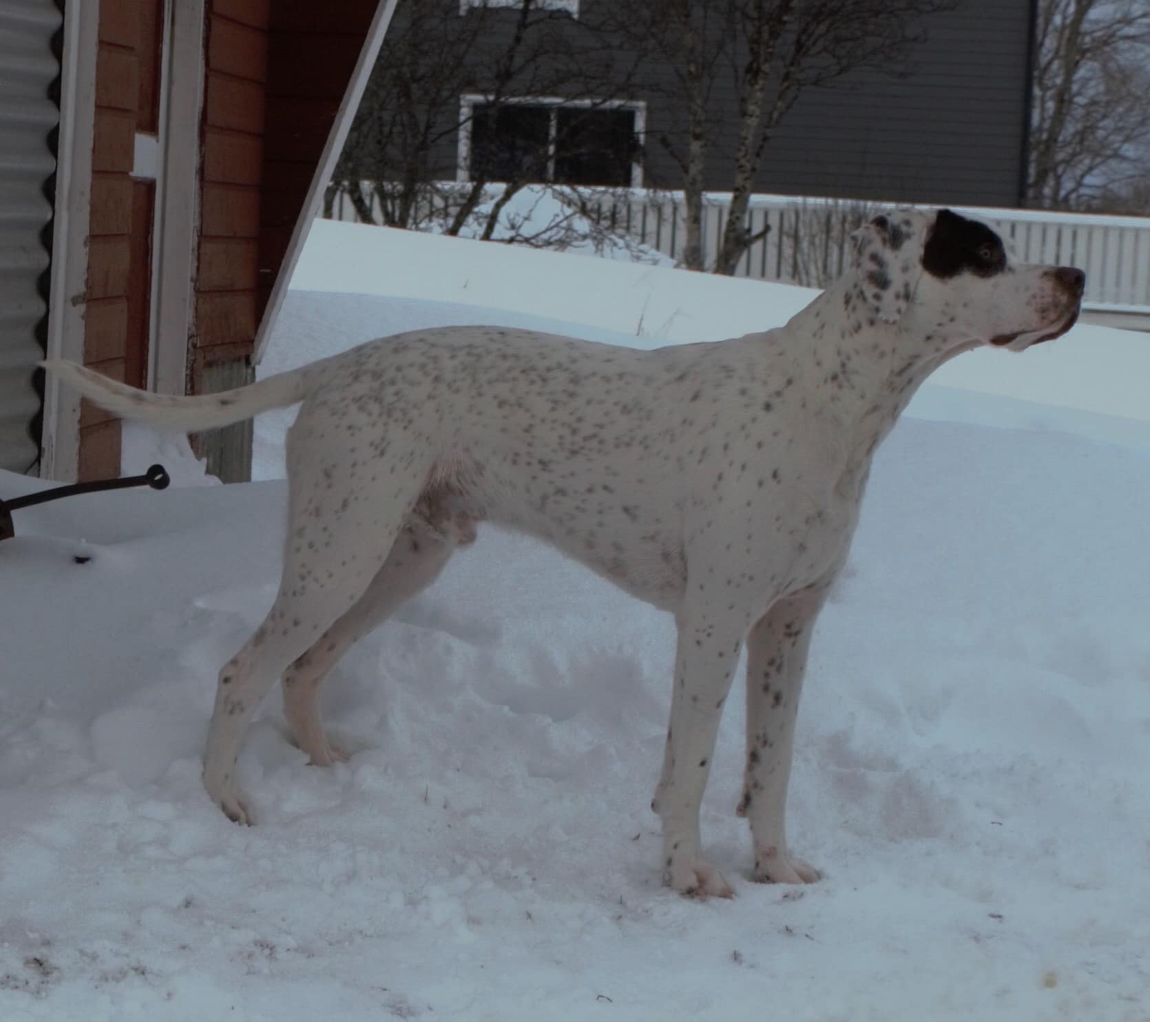 GyldenskovsPolar Bear