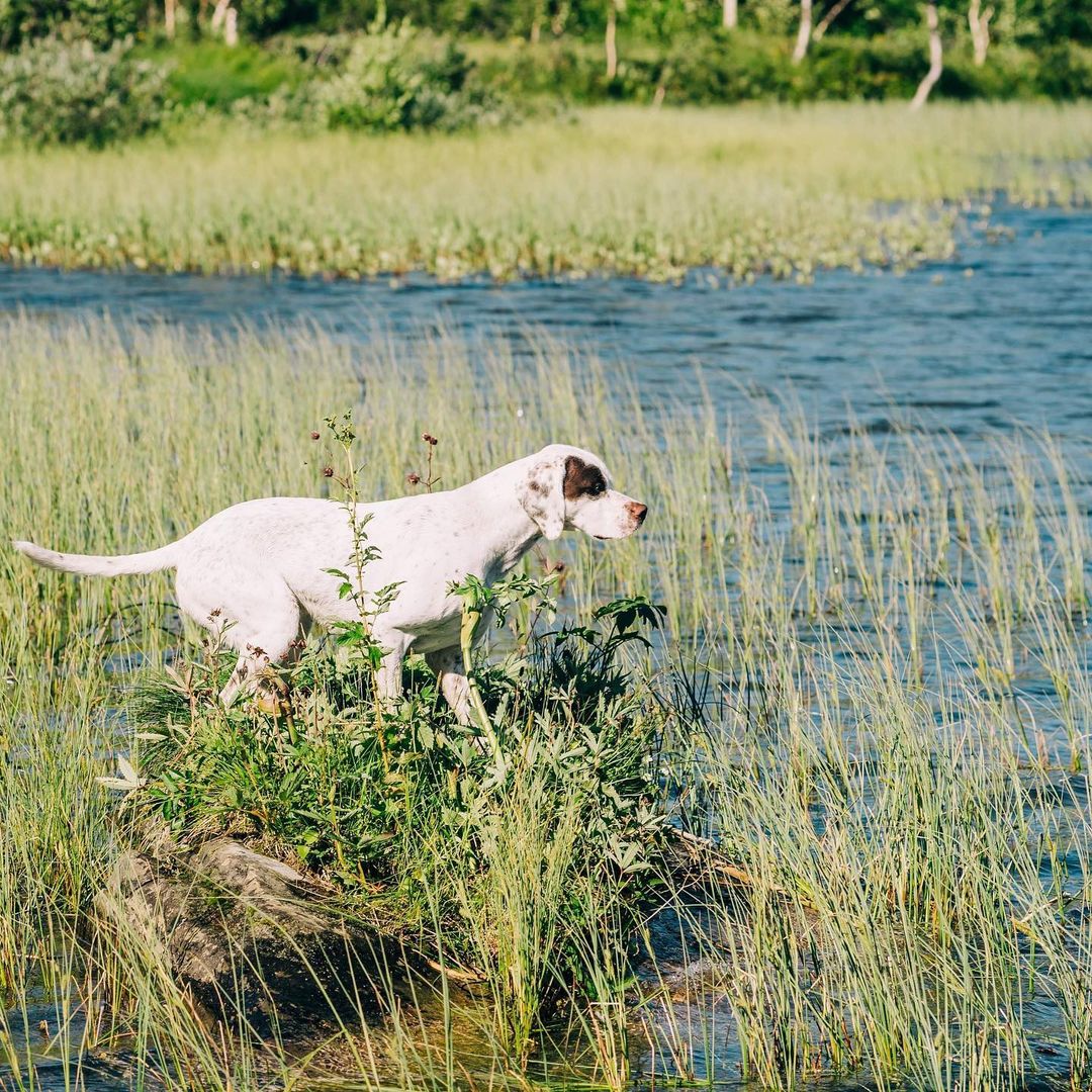 GyldenskovsPolar Bear
