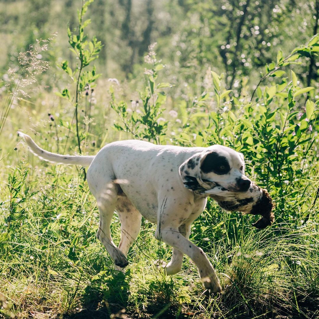 GyldenskovsPolar Bear