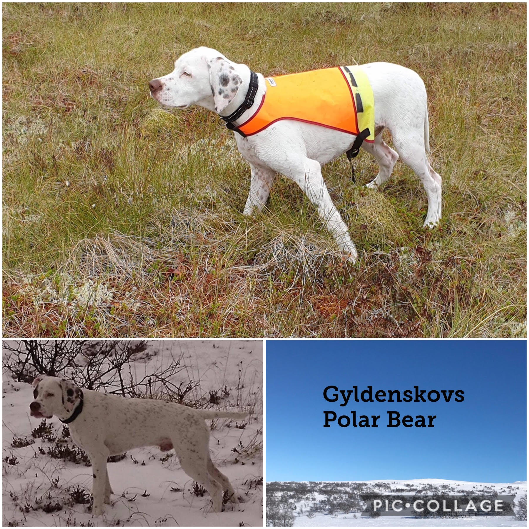 GyldenskovsPolar Bear