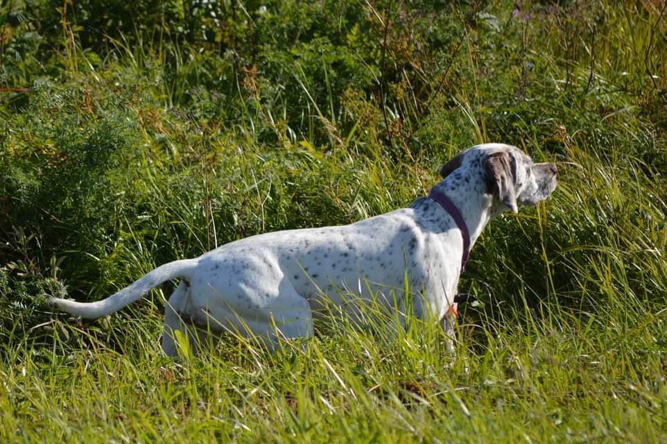 GyldenskovsPruniKaramain