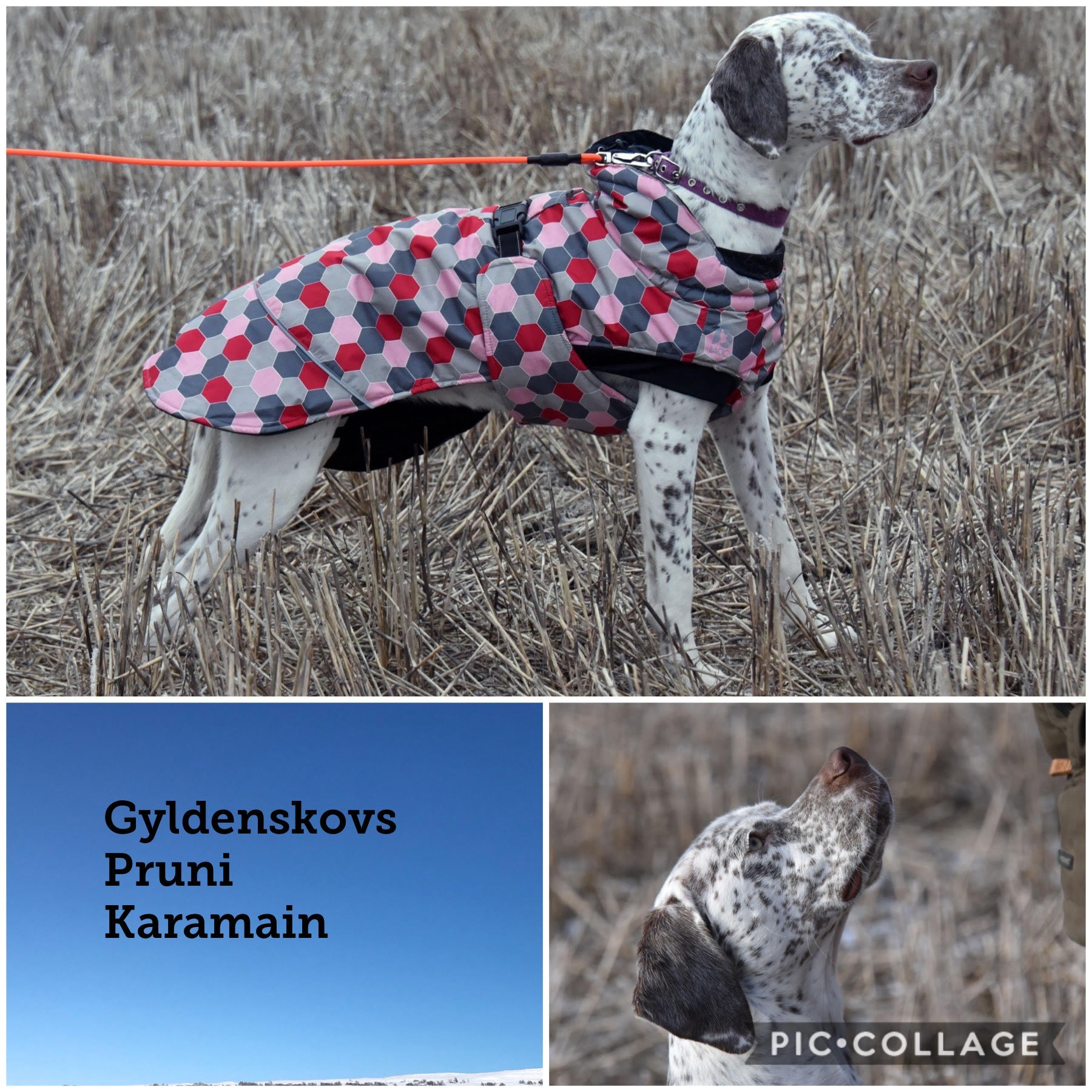 GyldenskovsPruniKaramain