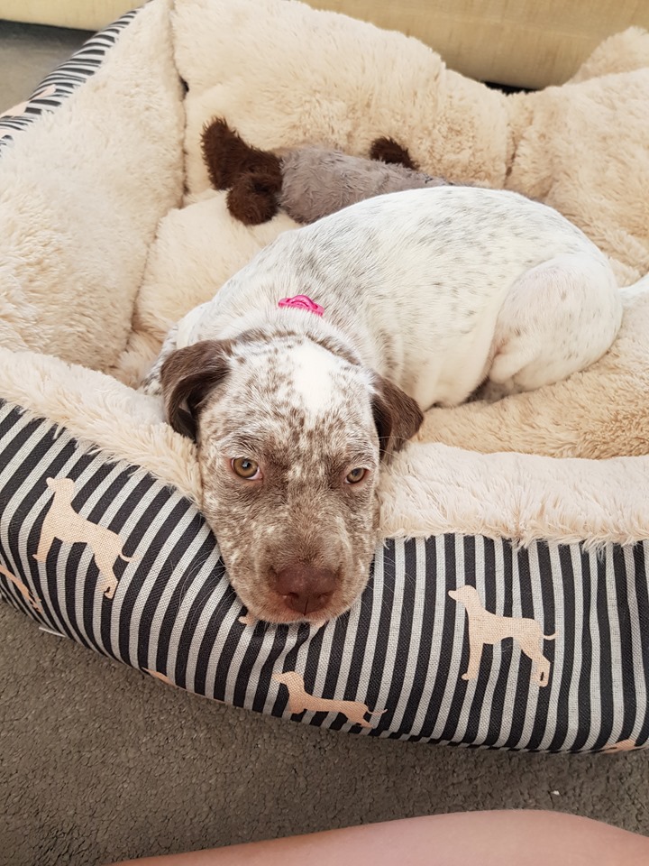 JurassicweyGreatAllegra