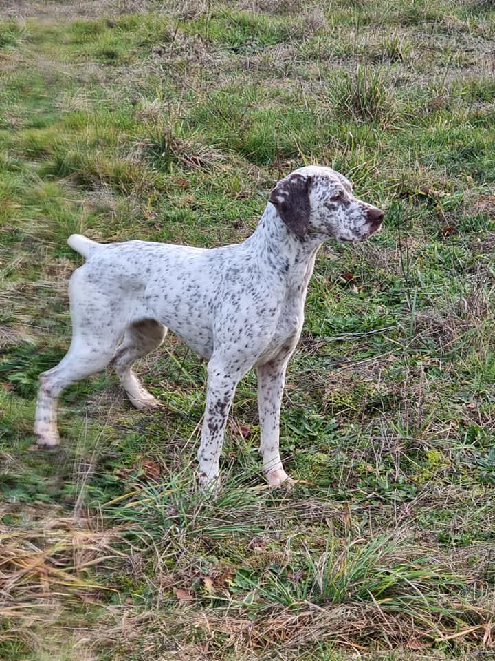 Pattex du Chene Grive