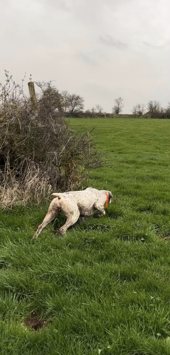 Pattex du Chene Grive